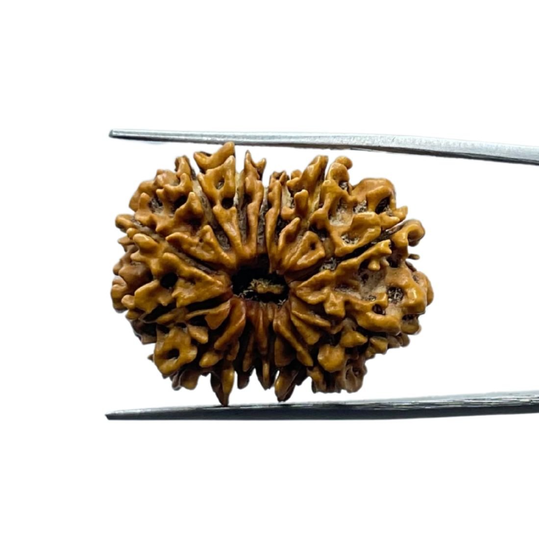 13 Mukhi Nepal Rudraksha ( 27.98 Mm ) 1 Thirteen Mukhi Nepal Rudraksha - ( 27.98 Mm )