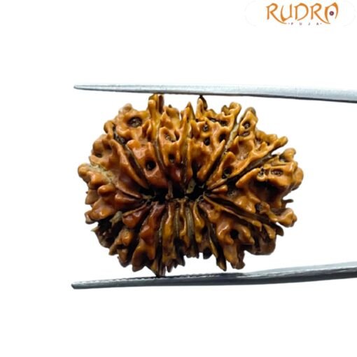 Thirteen Mukhi Nepal Rudraksha - ( 27.98 MM )