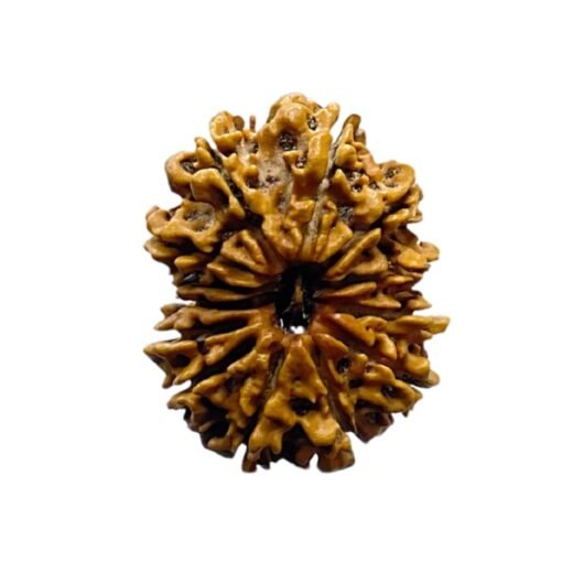 Thirteen Mukhi Nepal Rudraksha - ( 27.98 MM )