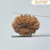 Thirteen-Mukhi-Rudraksha-Super-Collector-31.22-Mm-Bp.jpg December 21, 2024 116 Kb