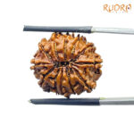 Twelve Mukhi Rudraksha Nepal - (21.07 MM)