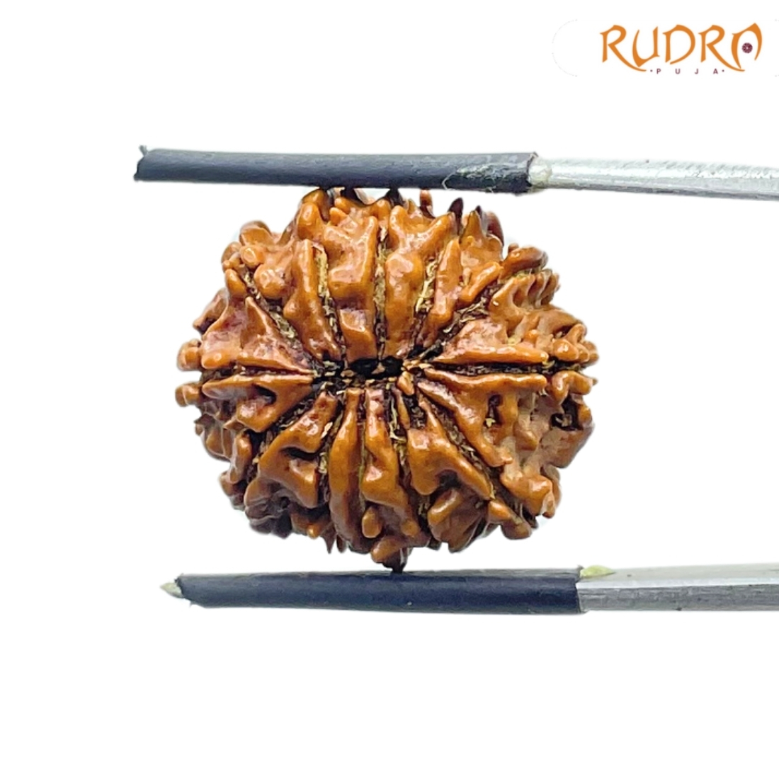 Twelve Mukhi Rudraksha Nepal - (21.07 MM)