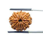 Twelve Mukhi Rudraksha Nepal - (21.07 MM)