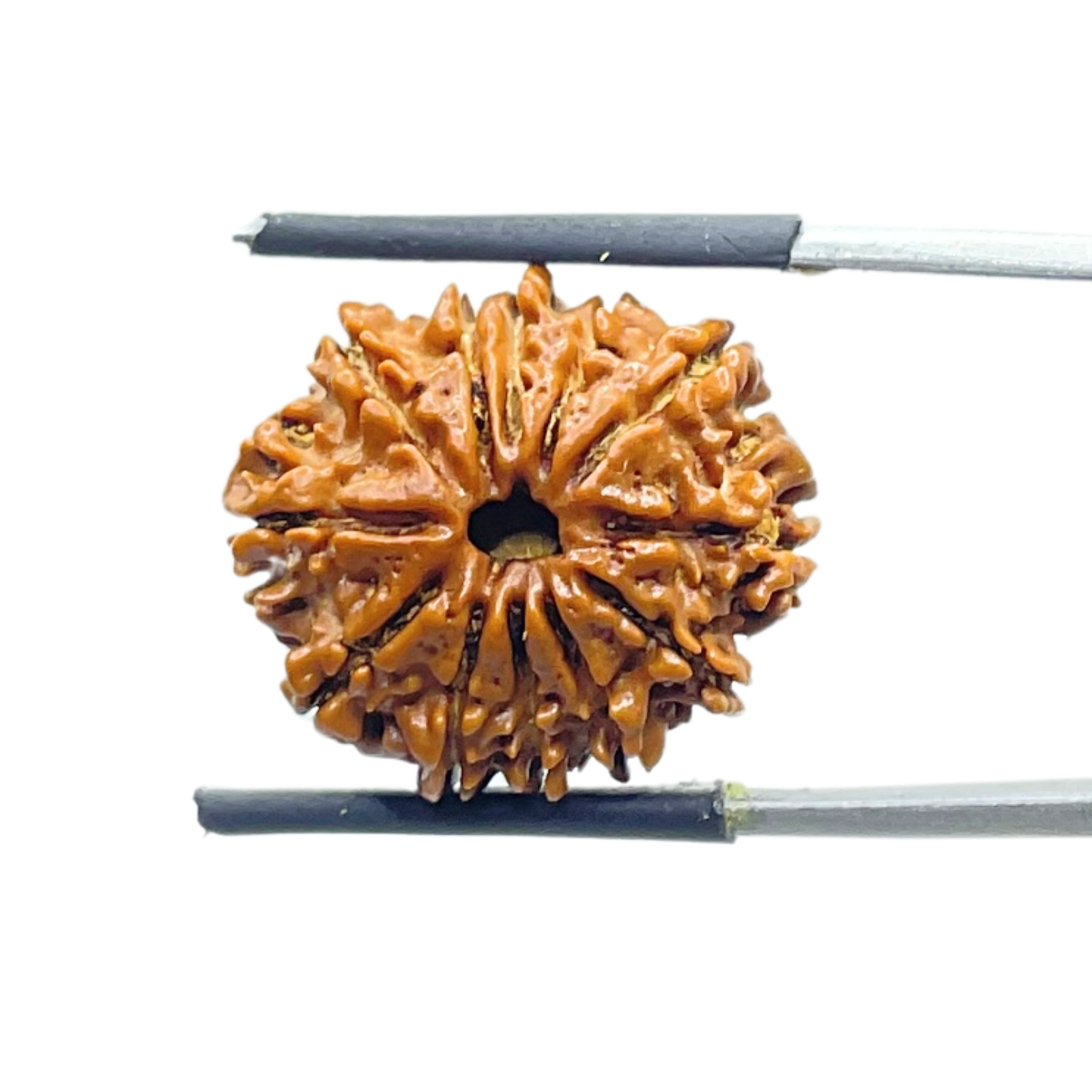 Twelve Mukhi Rudraksha Nepal - (21.07 MM)