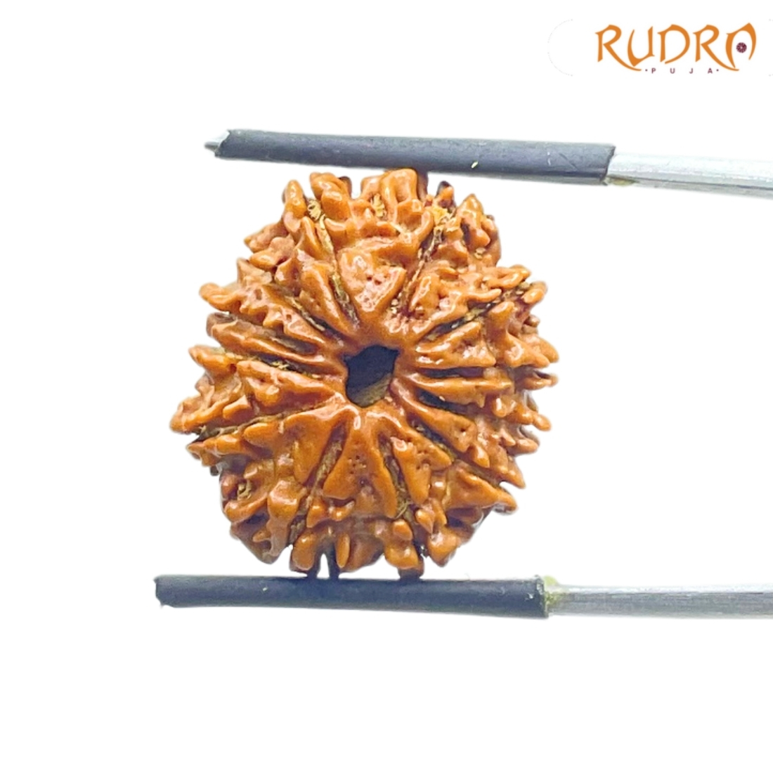 Twelve Mukhi Rudraksha Nepal - (21.07 MM)