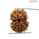 Gaurishankar Nepal Rudraksha (27.65 Mm)