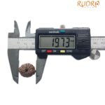 Original 11 Mukhi Rudraksha Indonesian (19.73 Mm)