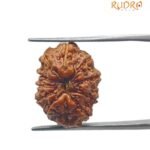 12 Mukhi Indonesian Rudraksha (18.65 Mm)