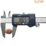 12 Mukhi Indonesian Rudraksha (18.65 Mm)