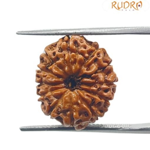 12 mukhi indonesian 18.18 mm