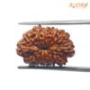 12 Mukhi Rudraksha 18.80 Mm
