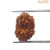12 Mukhi Rudraksha 18.80 Mm