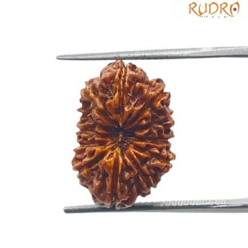 12 mukhi rudraksha 18.80 mm