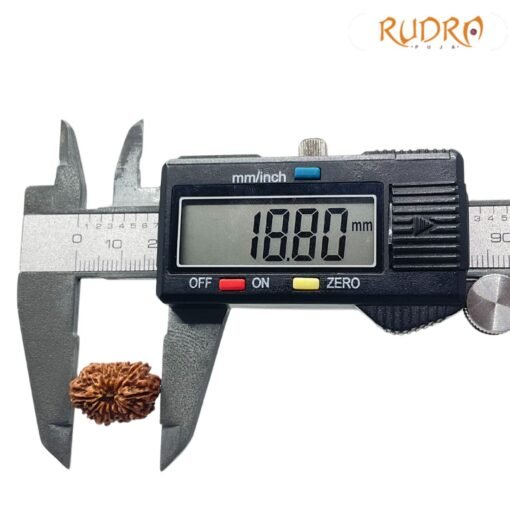 12 mukhi rudraksha 18.80 mm