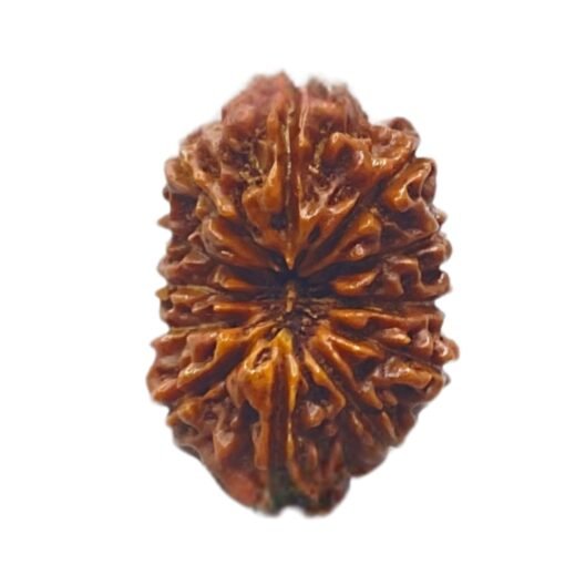 12 mukhi rudraksha 18.80 mm