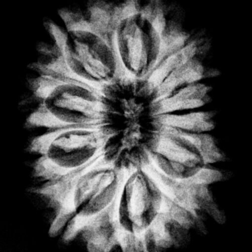 15 Mukhi 26.65 Mm