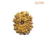 X-Ray-Certified-12-Mukhi-Rudraksha-Nepal-28.30-MM-