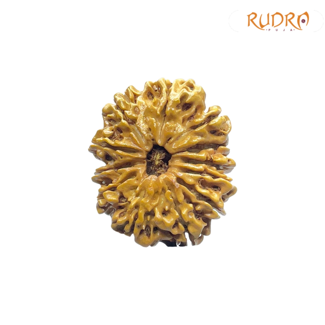 X-Ray-Certified-12-Mukhi-Rudraksha-Nepal-28.30-MM-