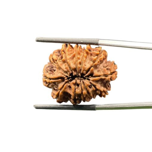 X-Ray-Certified-12-Mukhi-Nepal-Rudraksha-26.93-MM-BP-C.jpg