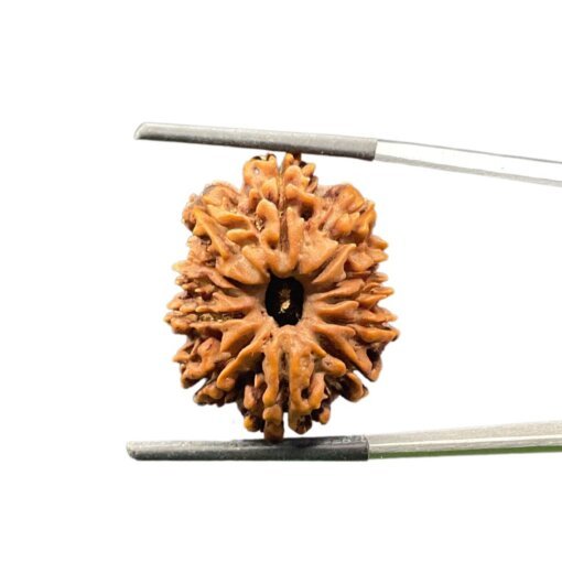 X-Ray-Certified-12-Mukhi-Nepal-Rudraksha-26.93-MM-SP-C.jpg October 10, 2024