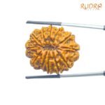 X - Ray Certified 12 Mukhi Nepal Rudraksha (30.18 MM )