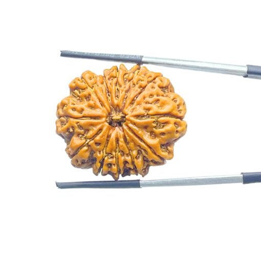 X - Ray Certified 12 Mukhi Nepal Rudraksha (30.18 Mm )