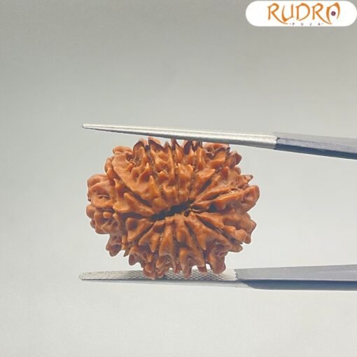 X-Ray-Certified-12-Mukhi-Rudraksha-Nepal-24.14-MM-BP-C.jpg December 30, 2024 117 KB