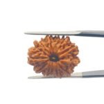 X-Ray-Certified-12-Mukhi-Rudraksha-Nepal-24.14-MM-MP-C.jpg December 30, 2024 67 KB