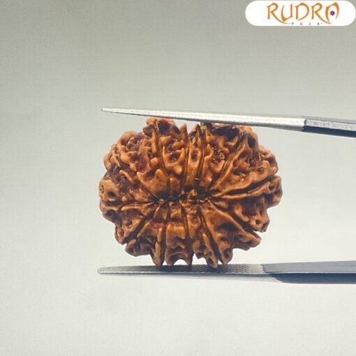 X-Ray-Certified-12-Mukhi-Rudraksha-Nepal-24.89-MM-BP-C.jpg December 30, 2024 164 KB