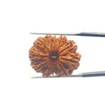 X-Ray-Certified-12-Mukhi-Rudraksha-Nepal-24.89-MM-MP-C.jpg December 30, 2024 67 KB