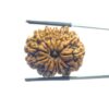 X - Ray Certified 12 Mukhi Rudraksha Nepal (26.70 MM)