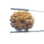 X - Ray Certified 12 Mukhi Rudraksha Nepal (26.70 MM)