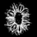 X - Ray Certified 12 Mukhi Rudraksha Nepal (26.70 Mm)