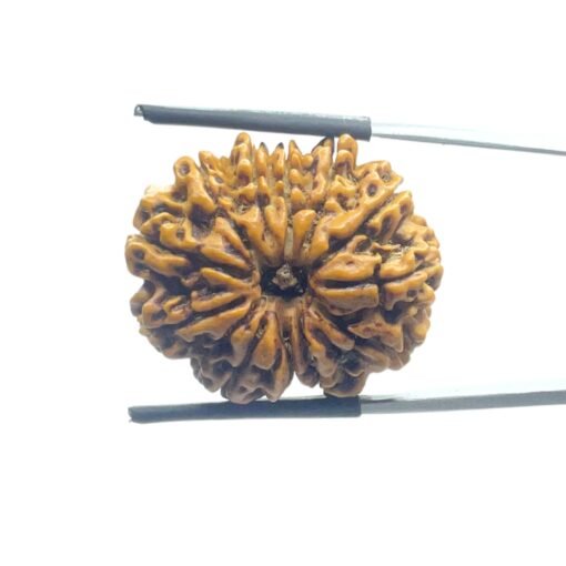 X - Ray Certified 12 Mukhi Rudraksha Nepal (26.70 Mm)