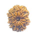X - Ray Certified 12 Mukhi Rudraksha Nepal (26.70 Mm)