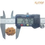 X - Ray Certified 12 Mukhi Rudraksha Nepal (26.70 Mm)
