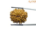 X-Ray-Certified-12-Mukhi-Rudraksha-Nepal-28.30-MM-