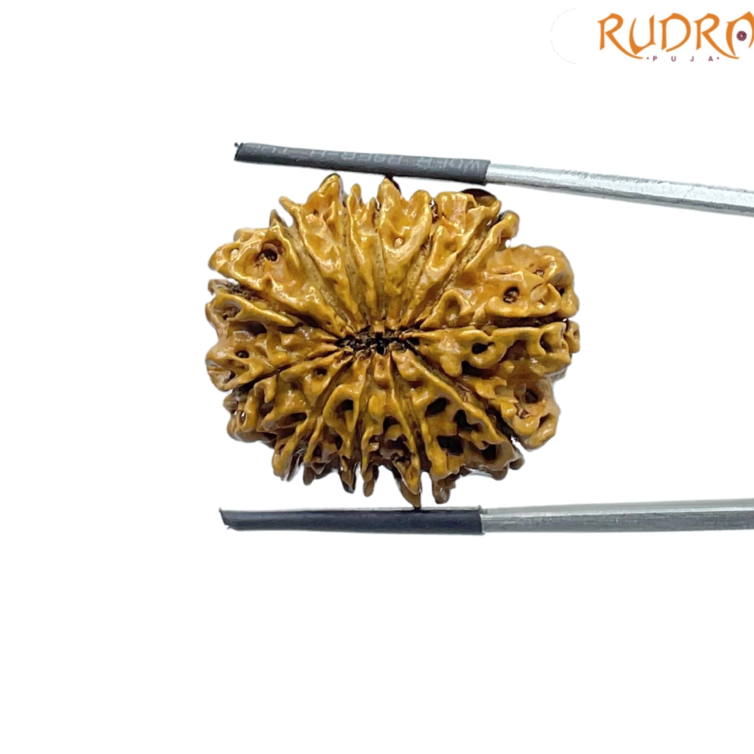 X-Ray-Certified-12-Mukhi-Rudraksha-Nepal-28.30-MM-