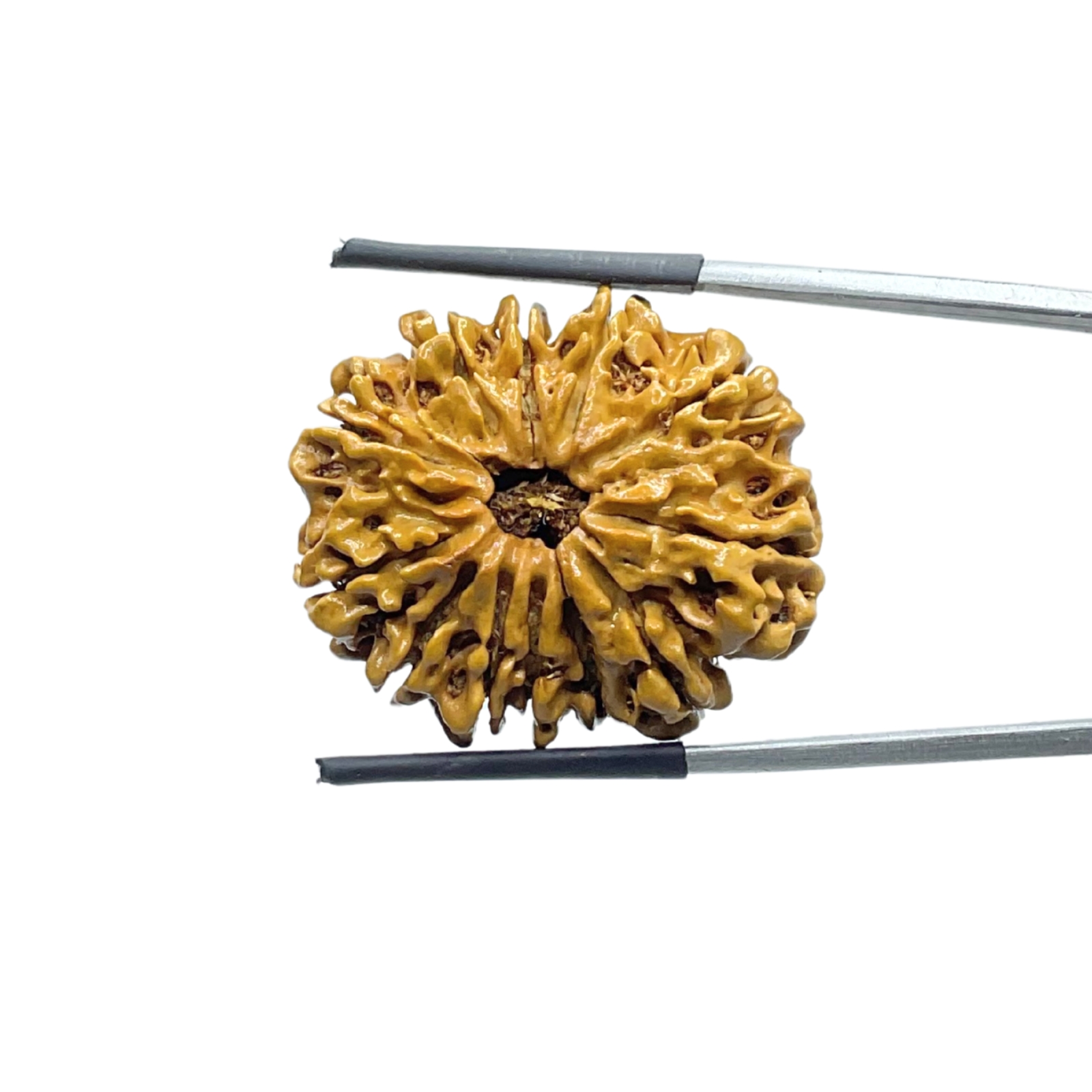 X-Ray-Certified-12-Mukhi-Rudraksha-Nepal-28.30-MM-MP-C.jpg