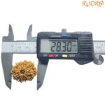 X-Ray-Certified-12-Mukhi-Rudraksha-Nepal-28.30-MM-