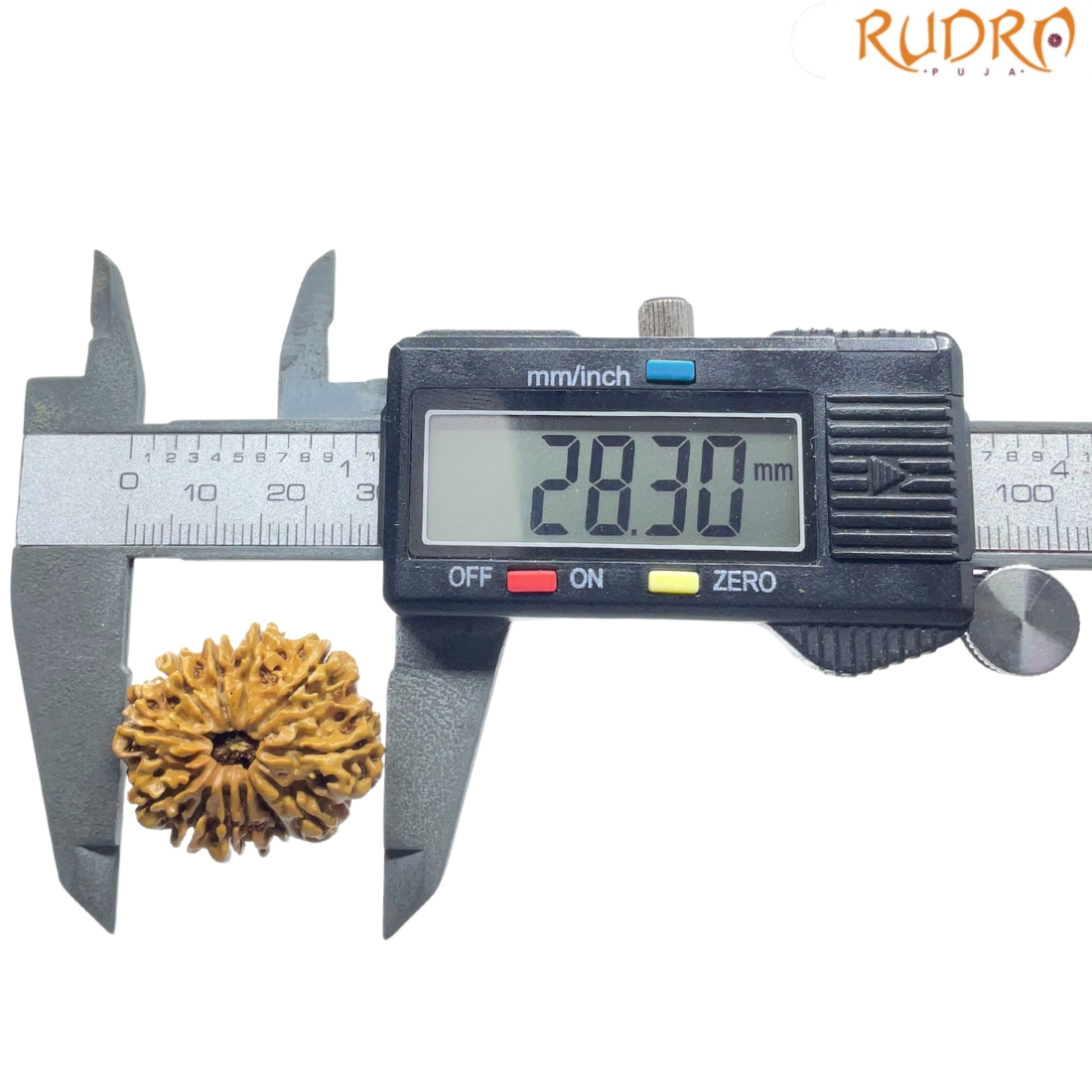 X-Ray-Certified-12-Mukhi-Rudraksha-Nepal-28.30-MM-