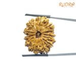 X-Ray-Certified-12-Mukhi-Rudraksha-Nepal-28.30-MM-