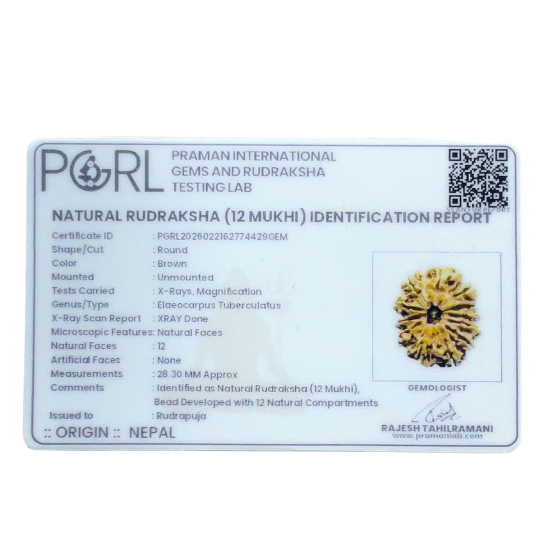 X - Ray Certified 12 Mukhi Rudraksha Nepal ( 28.30 MM )