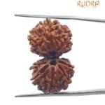Gaurishanklar Rudraksha 28.55 Mm