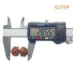 Gaurishanklar Rudraksha 28.55 Mm