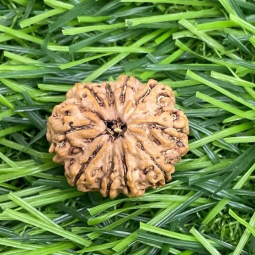 10 Mukhi Rudraksha Nepal (23.94 Mm)