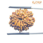 10 Mukhi Rudraksha Nepal ( 23.20 MM ) With X - Ray