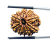 10 Mukhi Rudraksha Nepal ( 23.20 MM ) With X - Ray