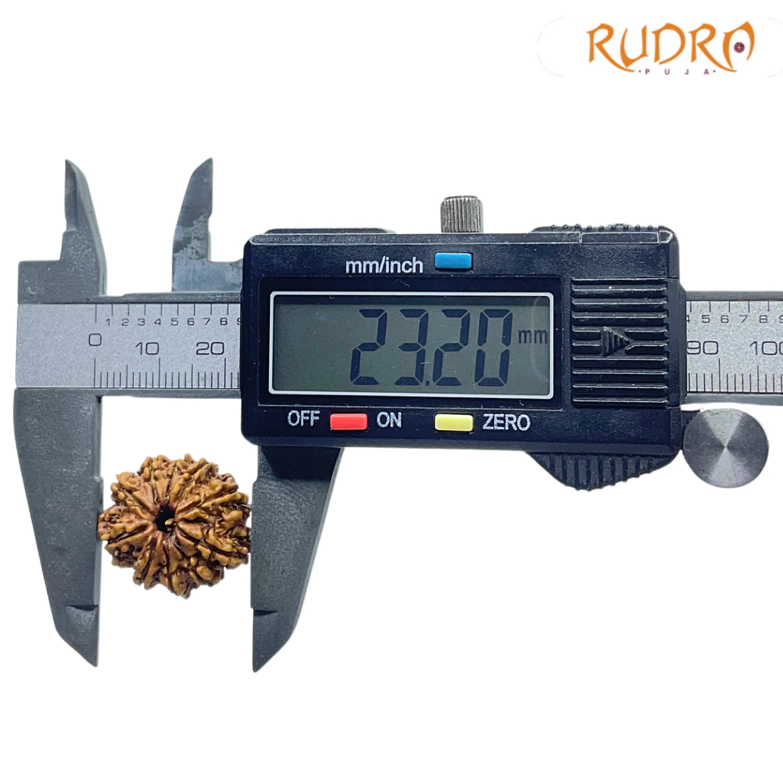 10 Mukhi Rudraksha Nepal ( 23.20 MM ) With X - Ray
