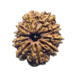 10 Mukhi Rudraksha Nepal ( 23.20 MM ) With X - Ray